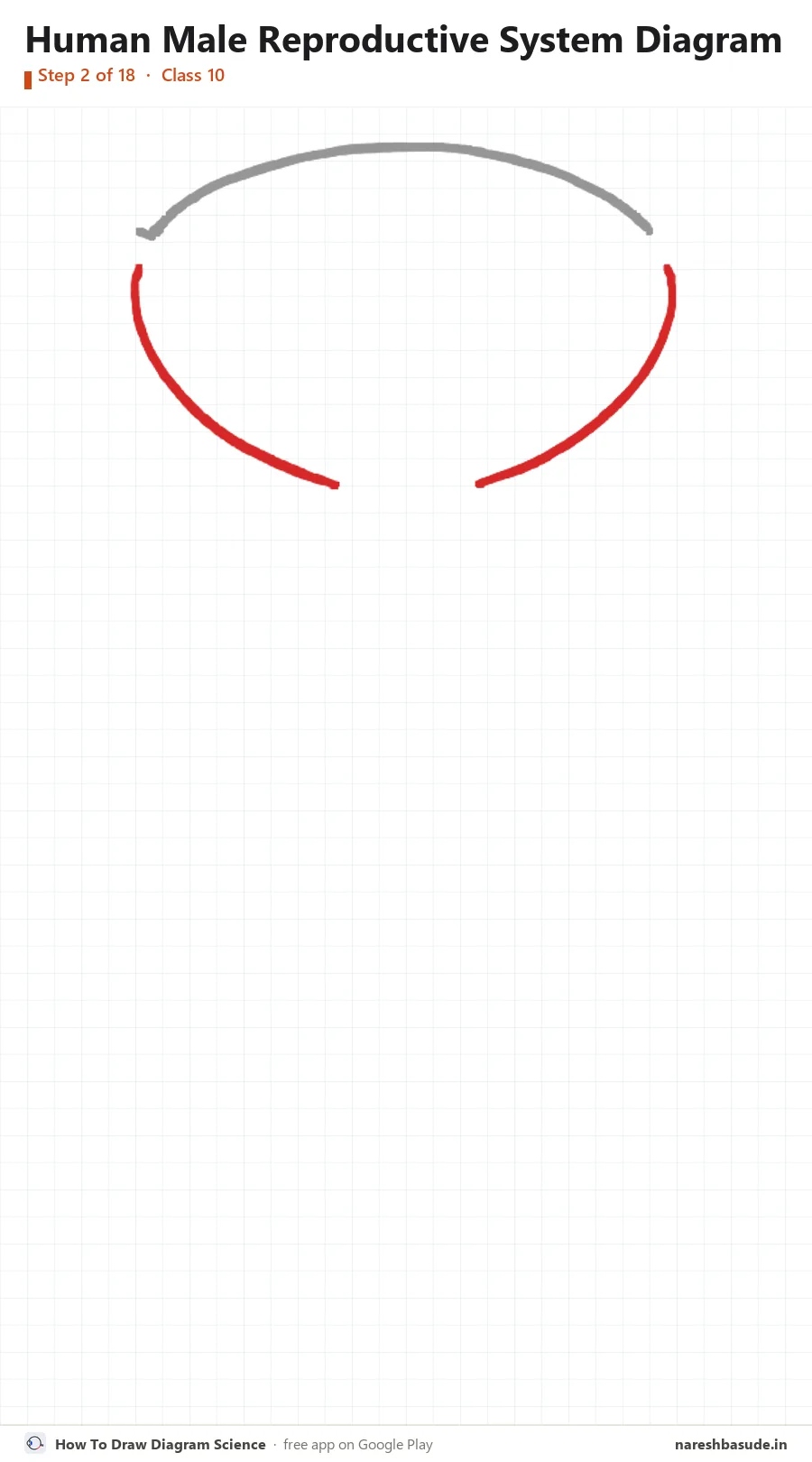 Human Male Reproductive System diagram drawing, step 2: bladder: the sides