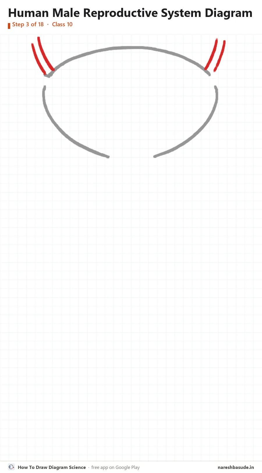 Human Male Reproductive System diagram drawing, step 3: ureters