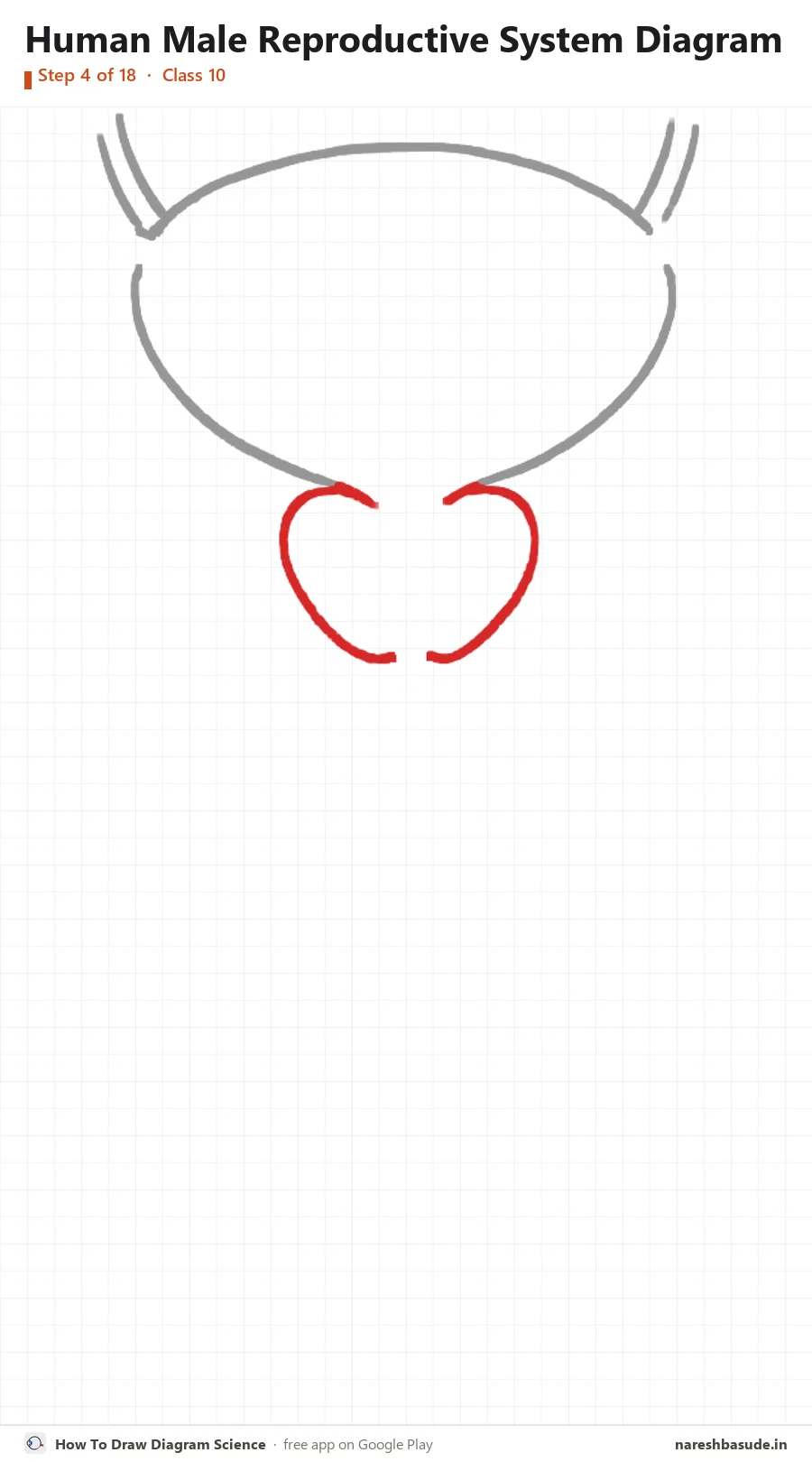 Human Male Reproductive System diagram drawing, step 4: prostate gland