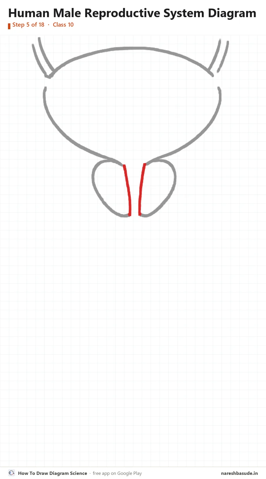 Human Male Reproductive System diagram drawing, step 5: urethra: the top part