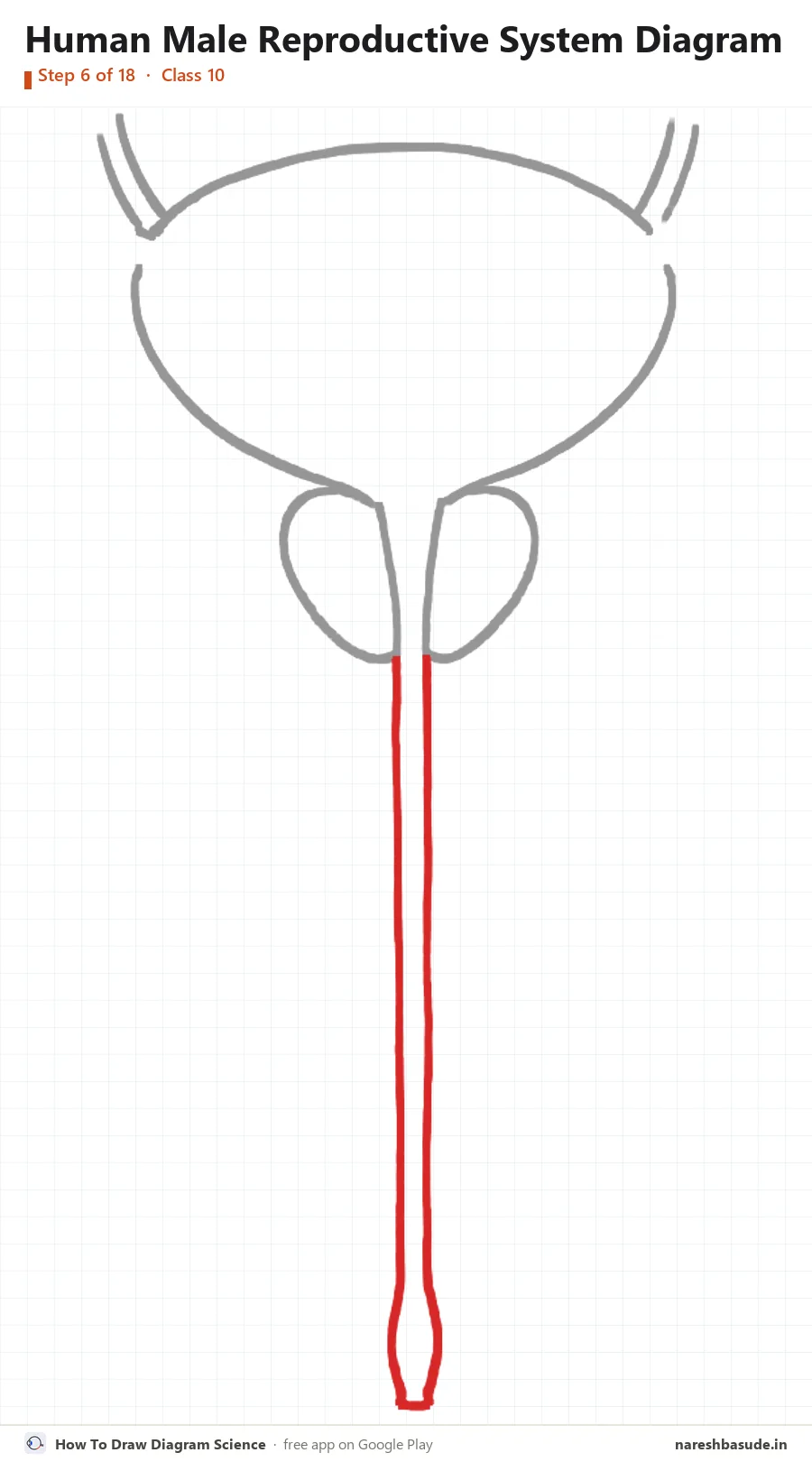 Human Male Reproductive System diagram drawing, step 6: urethra: down to the tip