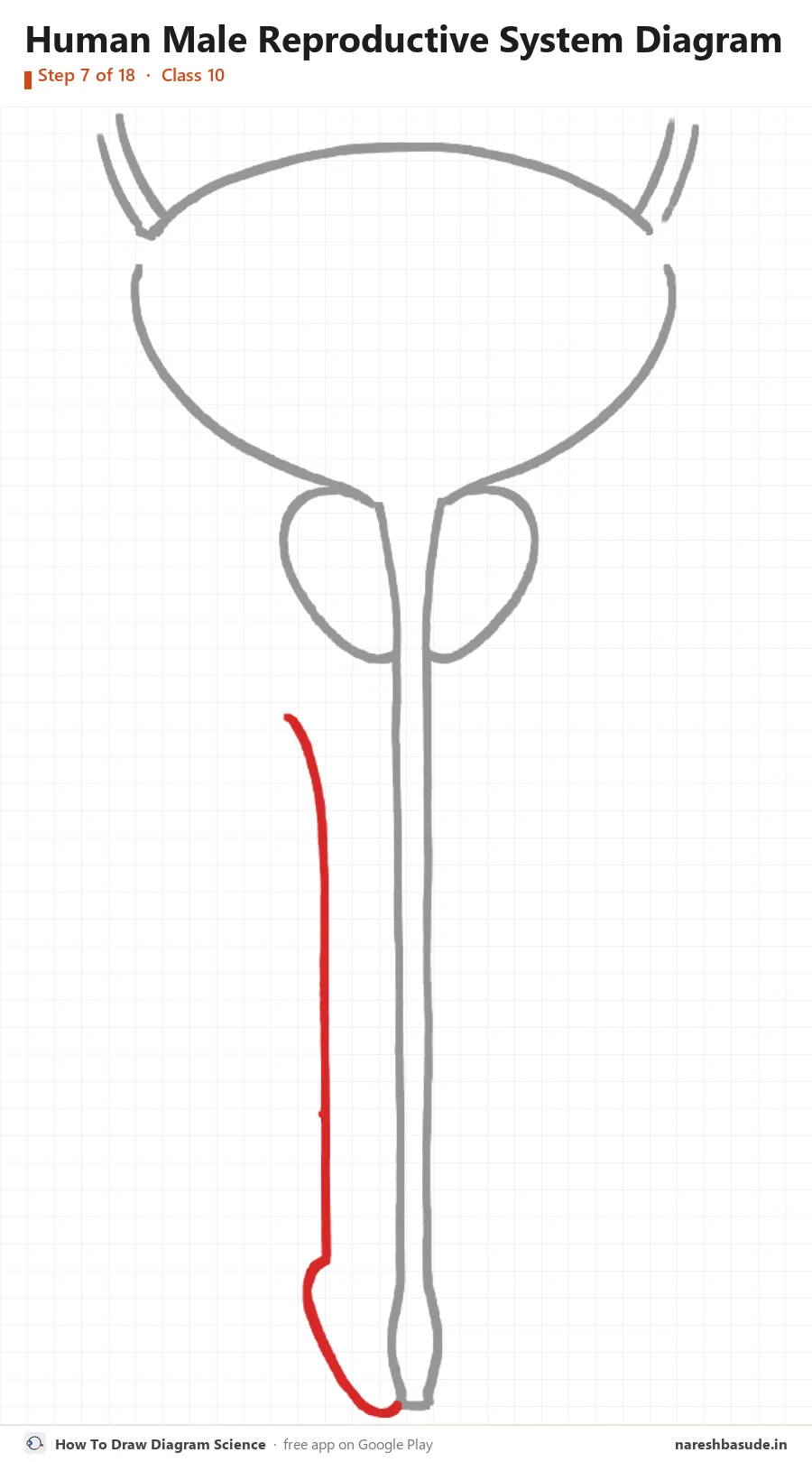 Human Male Reproductive System diagram drawing, step 7: penis: left side