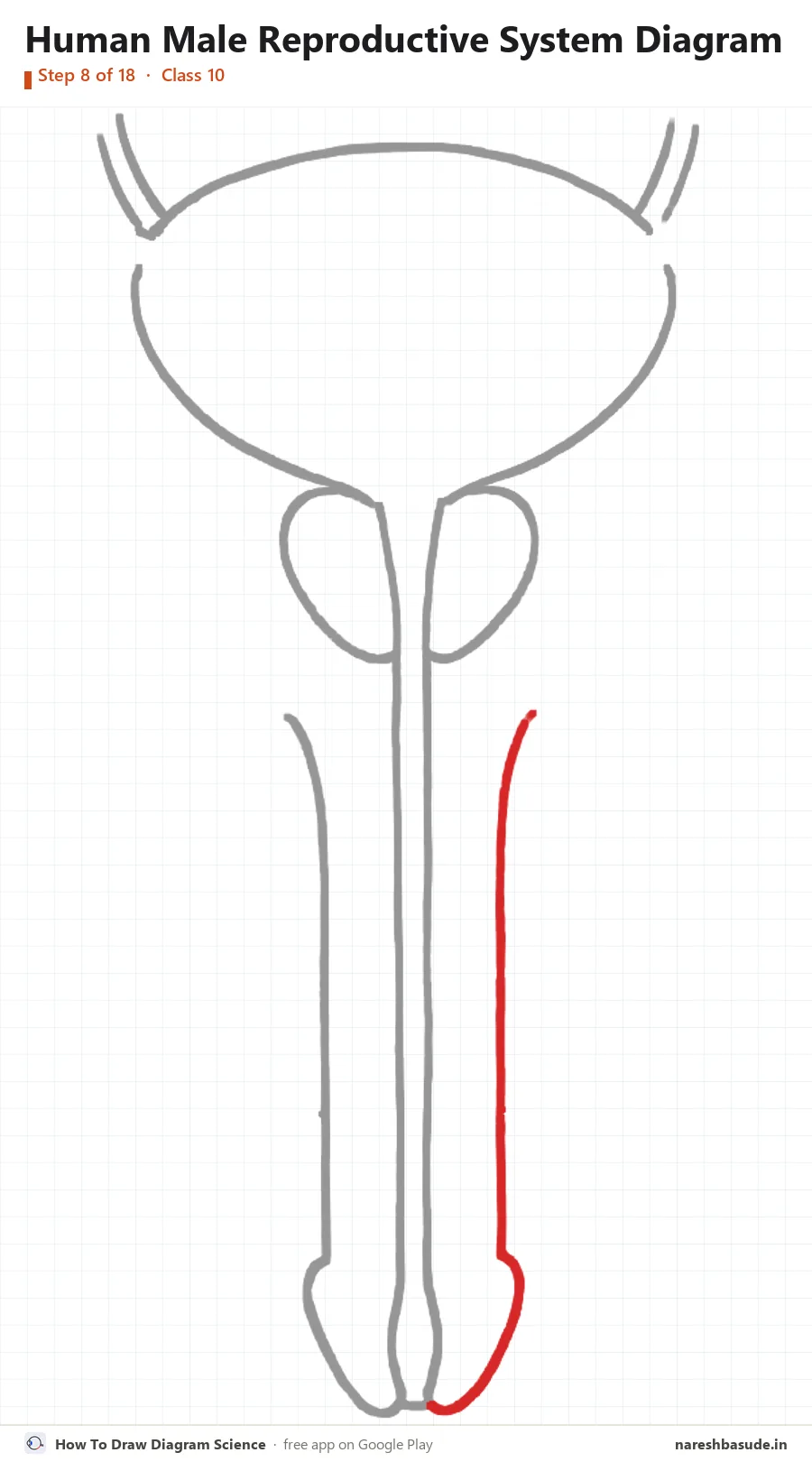 Human Male Reproductive System diagram drawing, step 8: penis: right side