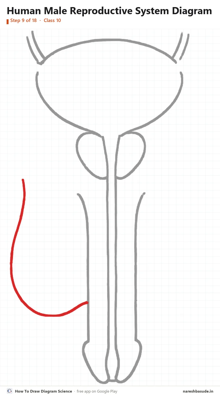 Human Male Reproductive System diagram drawing, step 9: scrotum: left