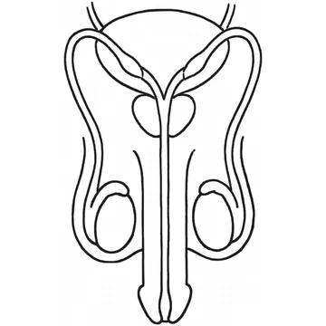 Human Male Reproductive System diagram