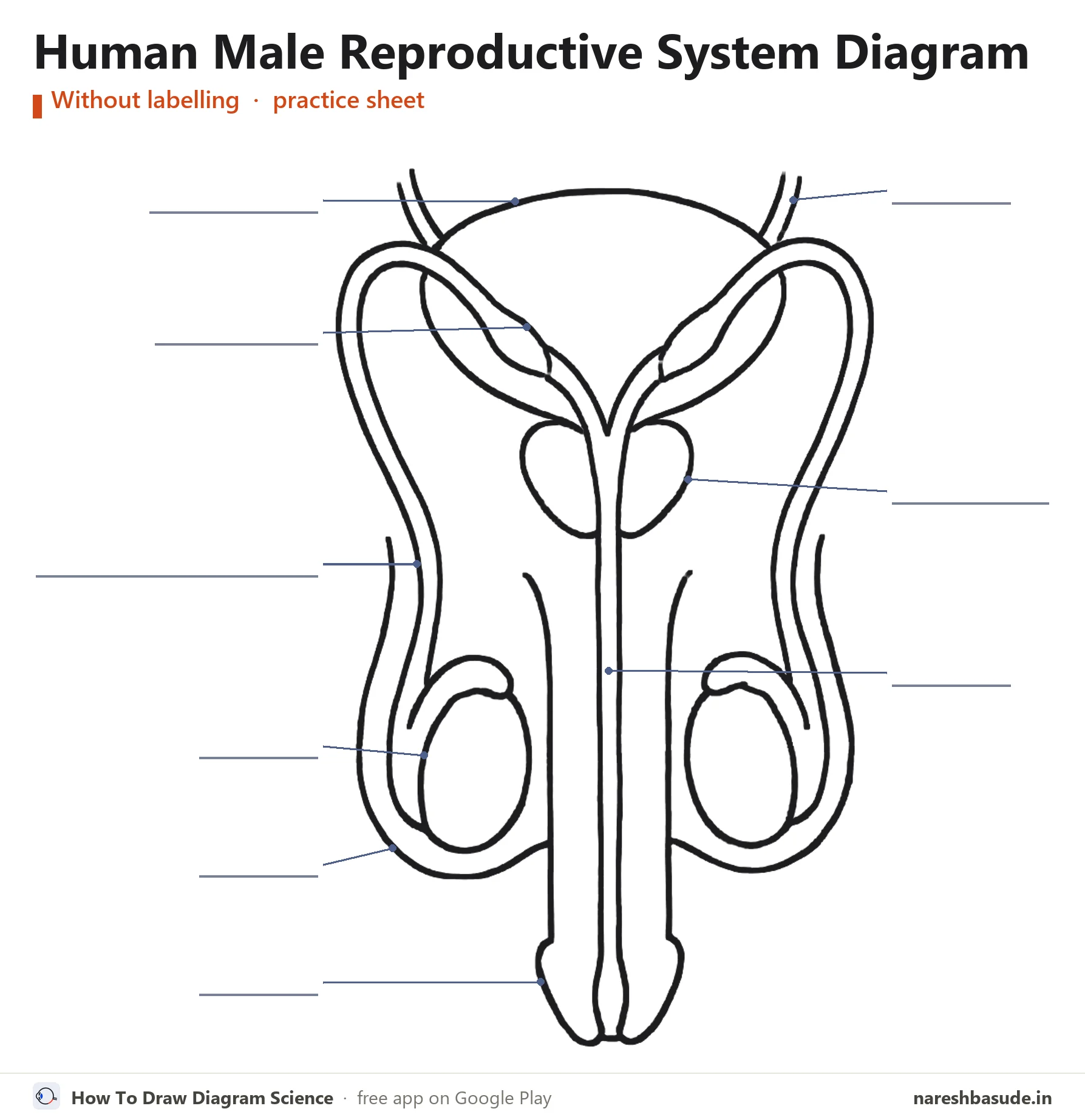 Human Male Reproductive System diagram without labelling (unlabelled), for practice