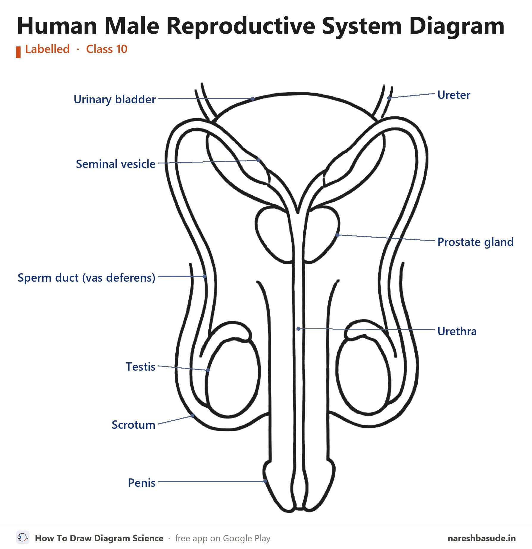 Labelled human male reproductive system diagram