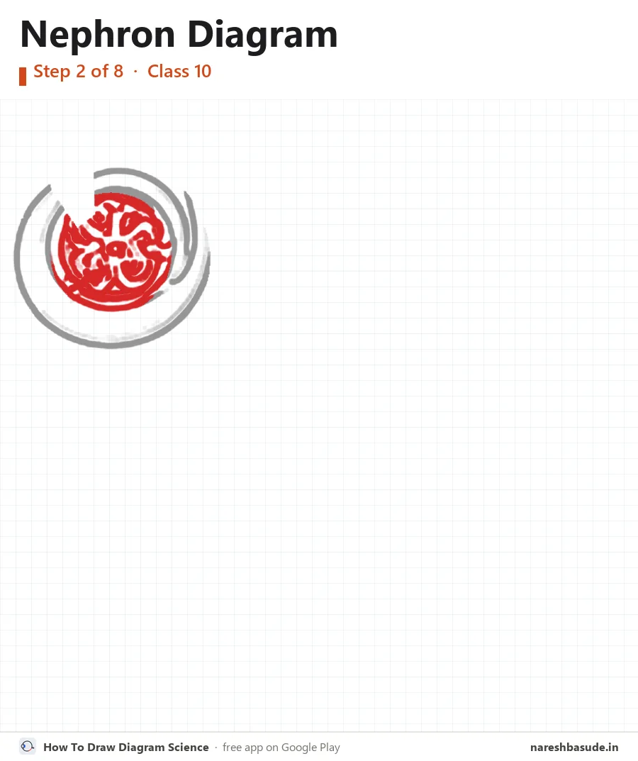 Nephron diagram drawing, step 2: glomerulus