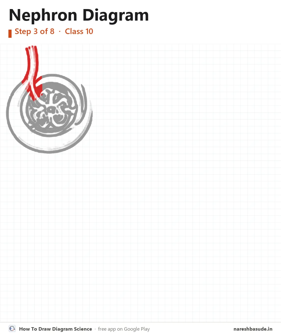 Nephron diagram drawing, step 3: blood vessels