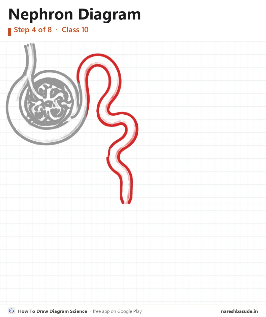 Nephron diagram drawing, step 4: proximal convoluted tubule
