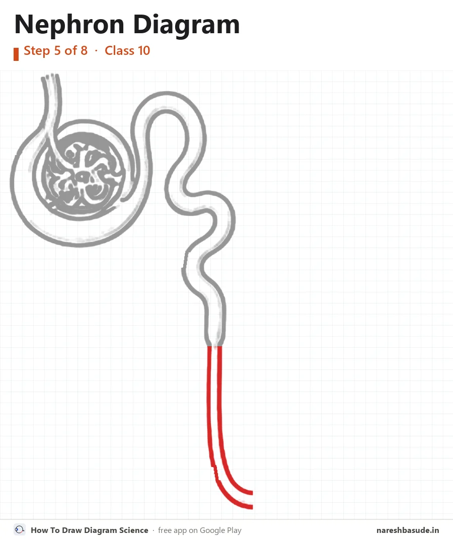 Nephron diagram drawing, step 5: loop of henle: going down