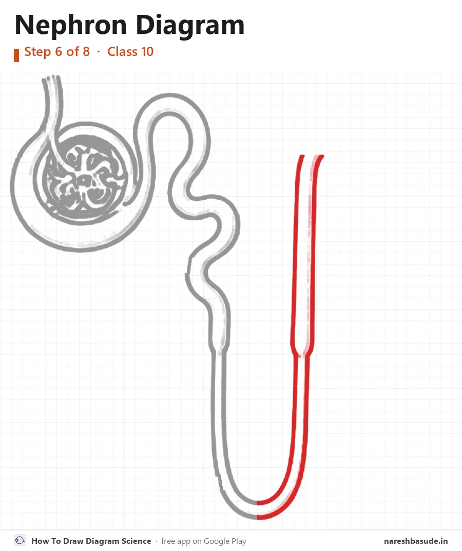 Nephron diagram drawing, step 6: loop of henle: going up