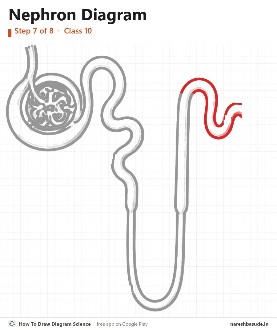 Nephron diagram drawing, step 7: distal convoluted tubule