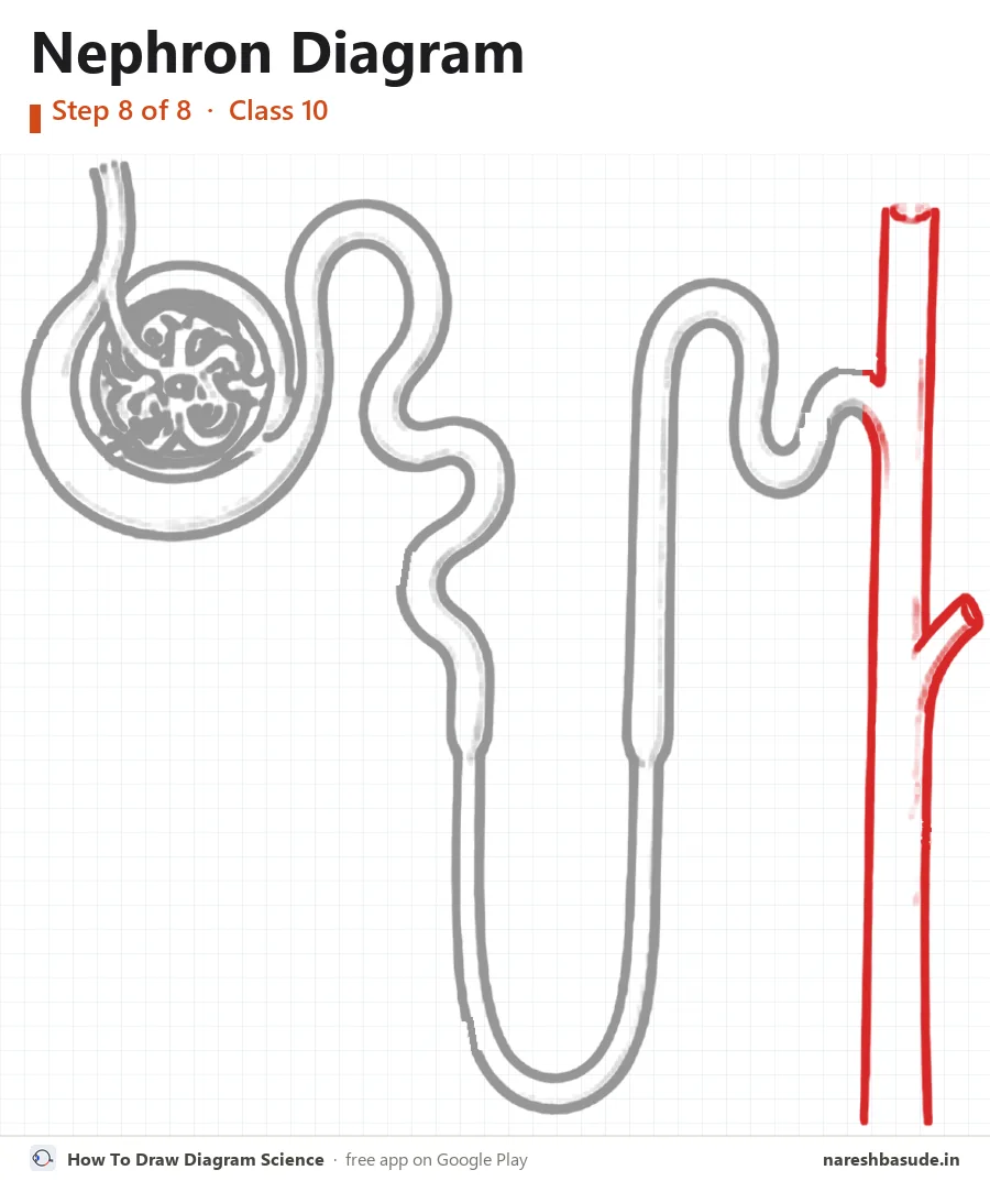 Nephron diagram drawing, step 8: collecting duct