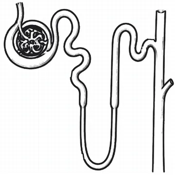 Nephron diagram