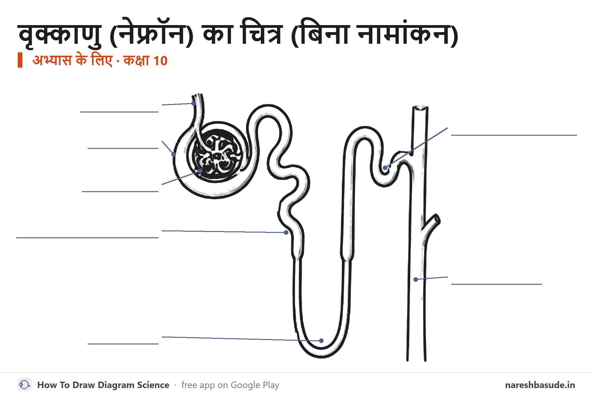 वृक्काणु (नेफ्रॉन) का बिना नामांकन वाला चित्र, अभ्यास के लिए