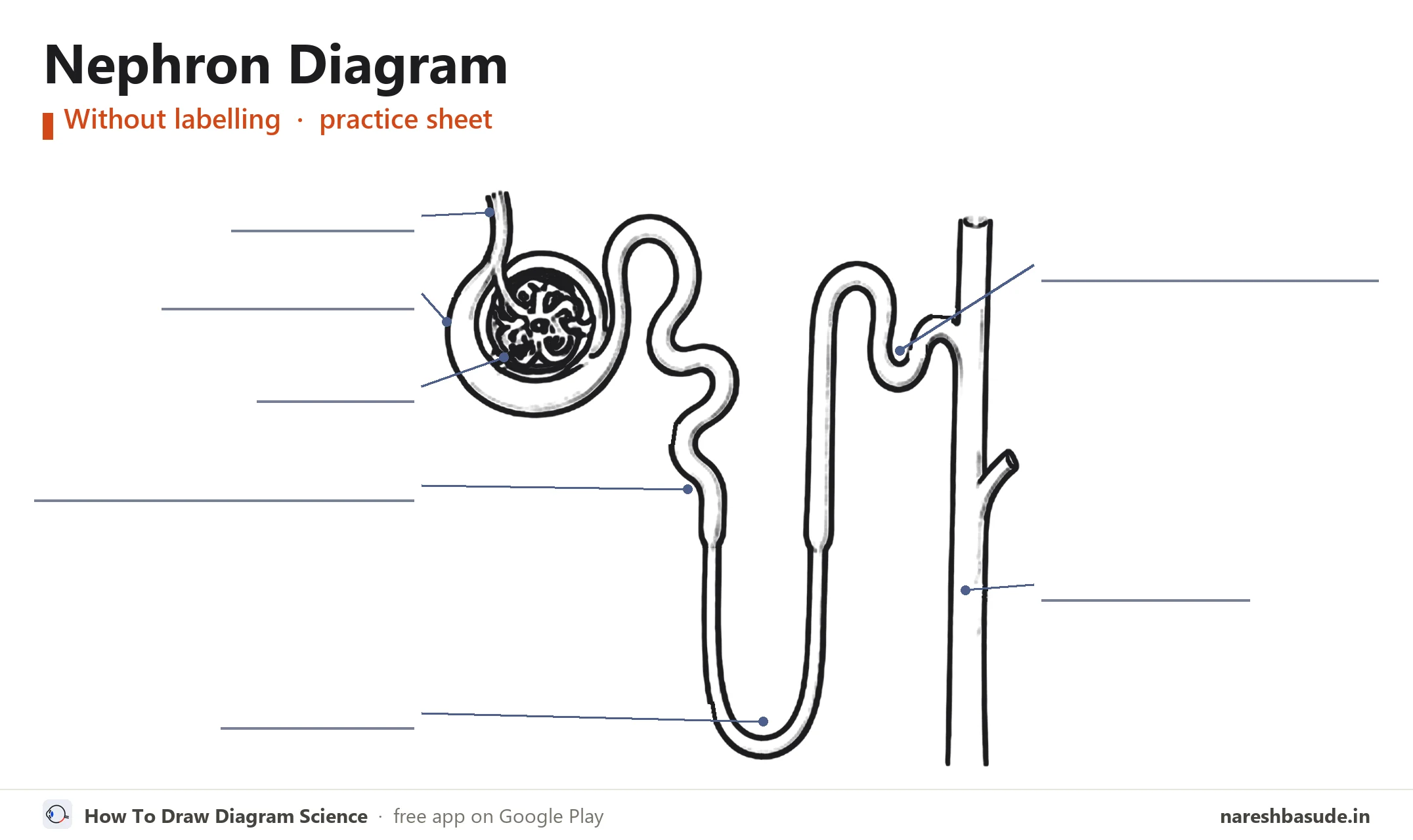 Nephron diagram without labelling (unlabelled), for practice