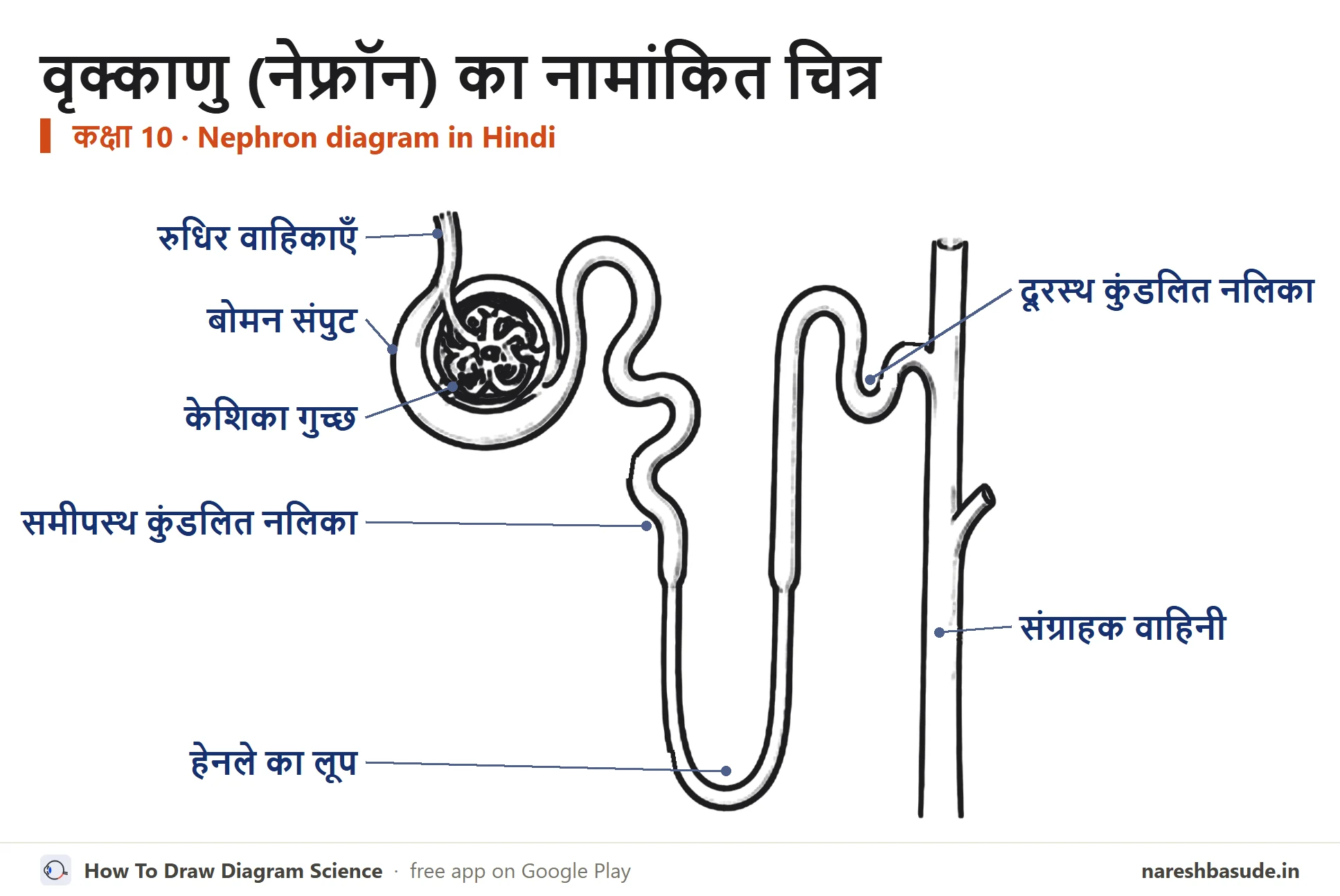 वृक्काणु (नेफ्रॉन) का नामांकित चित्र, सभी भागों के नाम हिंदी में