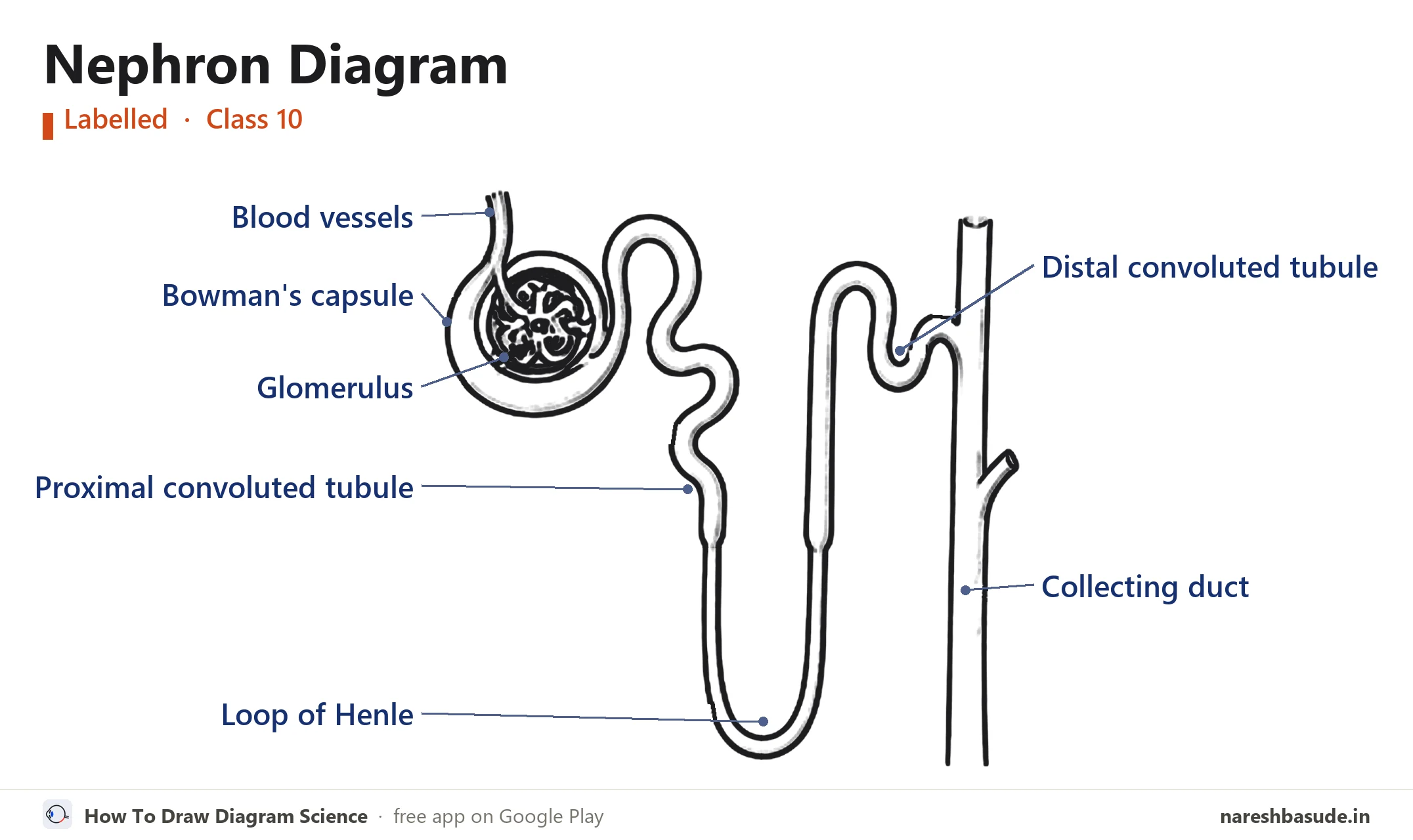 Labelled nephron diagram