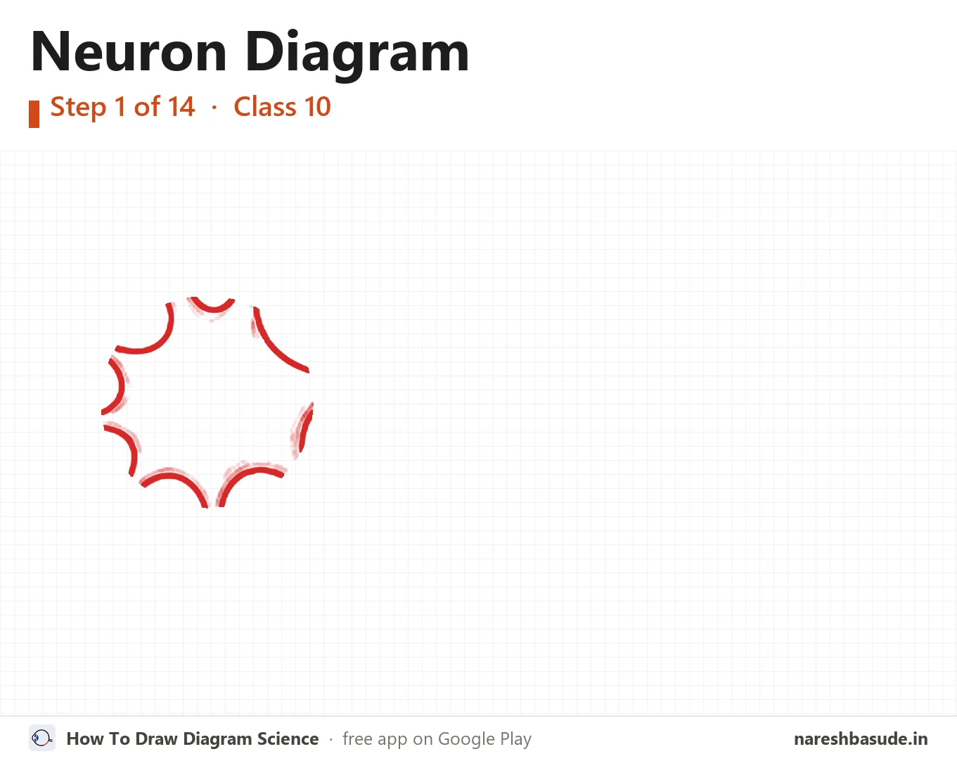 Neuron diagram drawing, step 1: cell body
