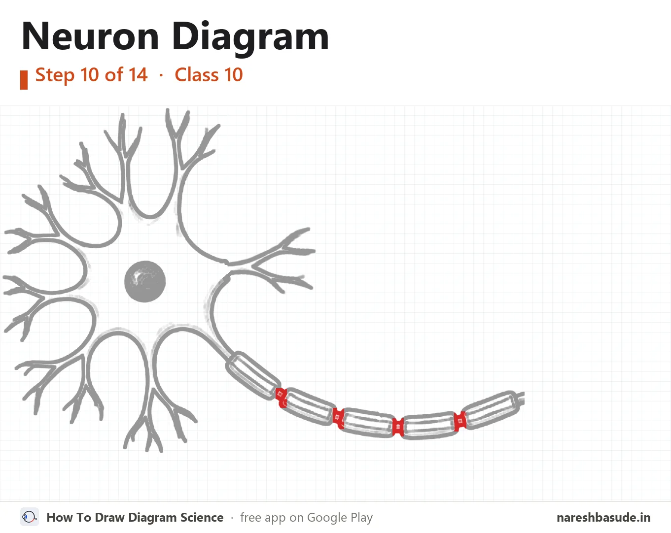 Neuron diagram drawing, step 10: nodes of ranvier