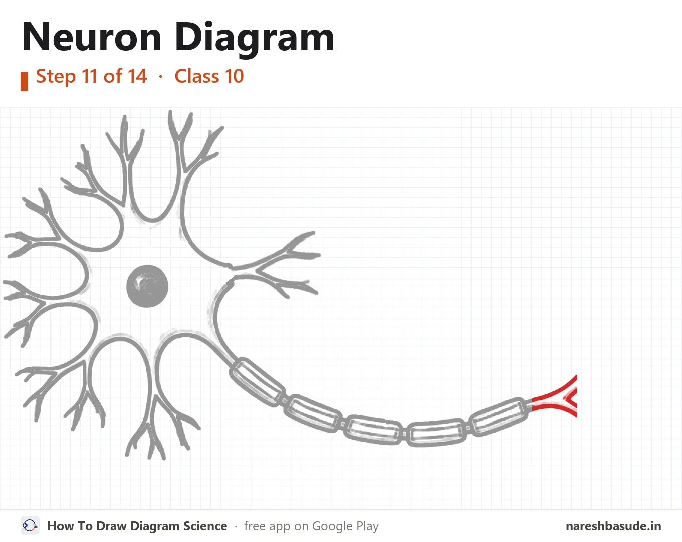 Neuron diagram drawing, step 11: end of the axon