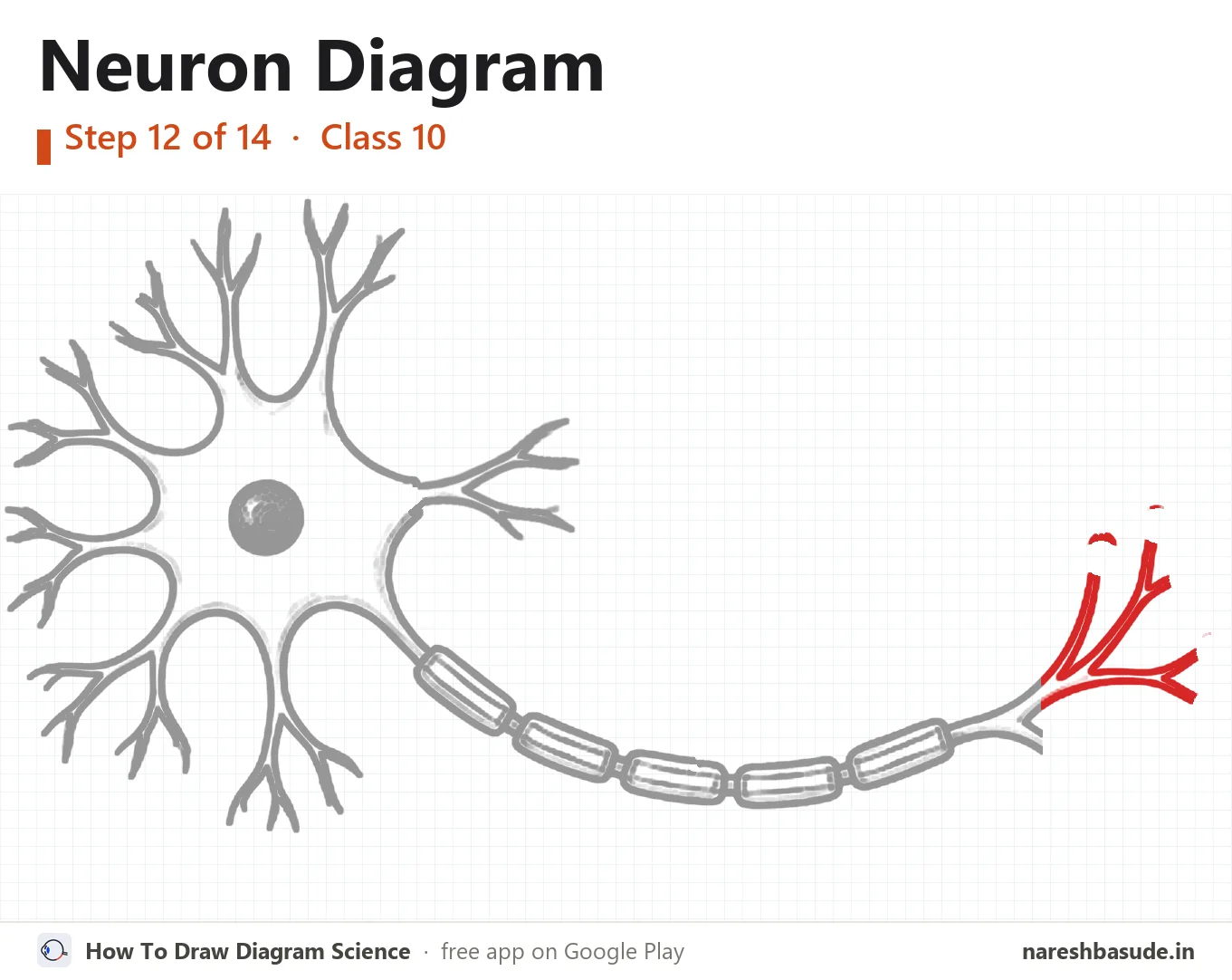 Neuron diagram drawing, step 12: nerve endings: upper