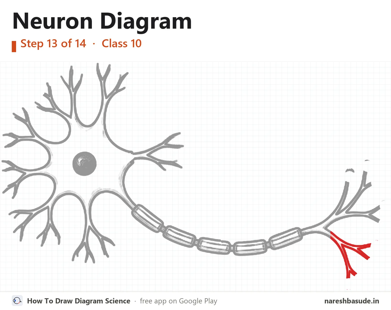 Neuron diagram drawing, step 13: nerve endings: lower