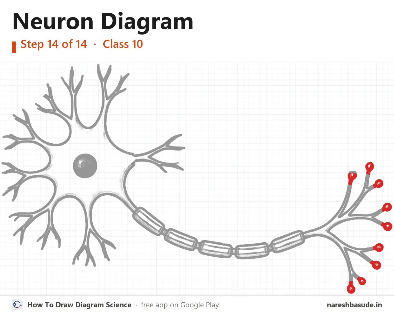 Neuron diagram drawing, step 14: synaptic knobs