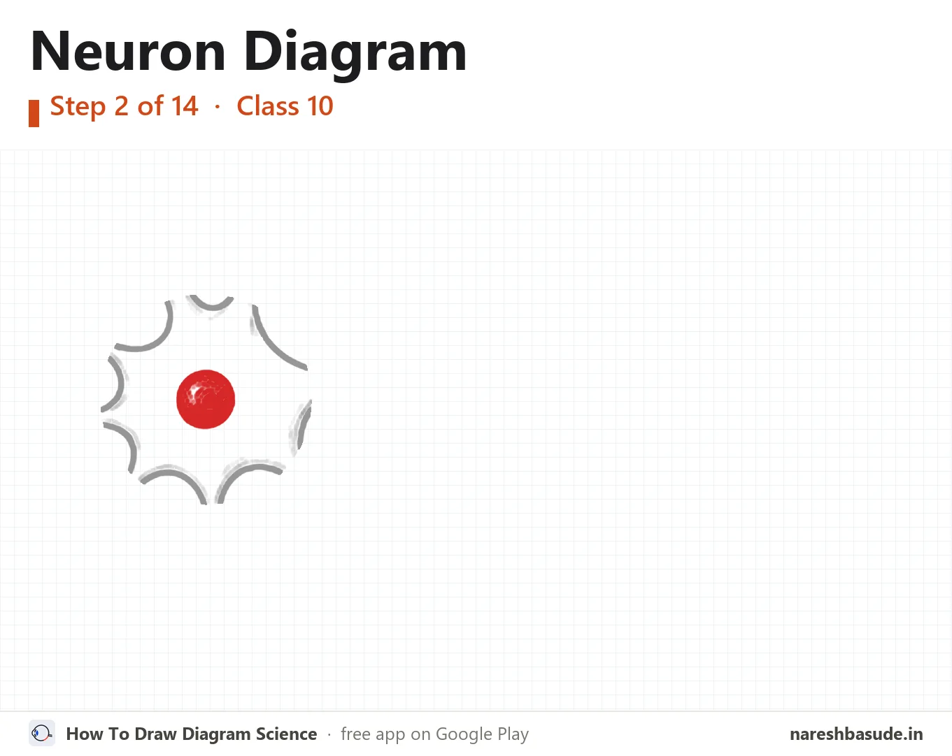 Neuron diagram drawing, step 2: nucleus