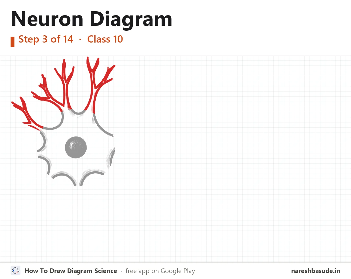 Neuron diagram drawing, step 3: dendrites: top