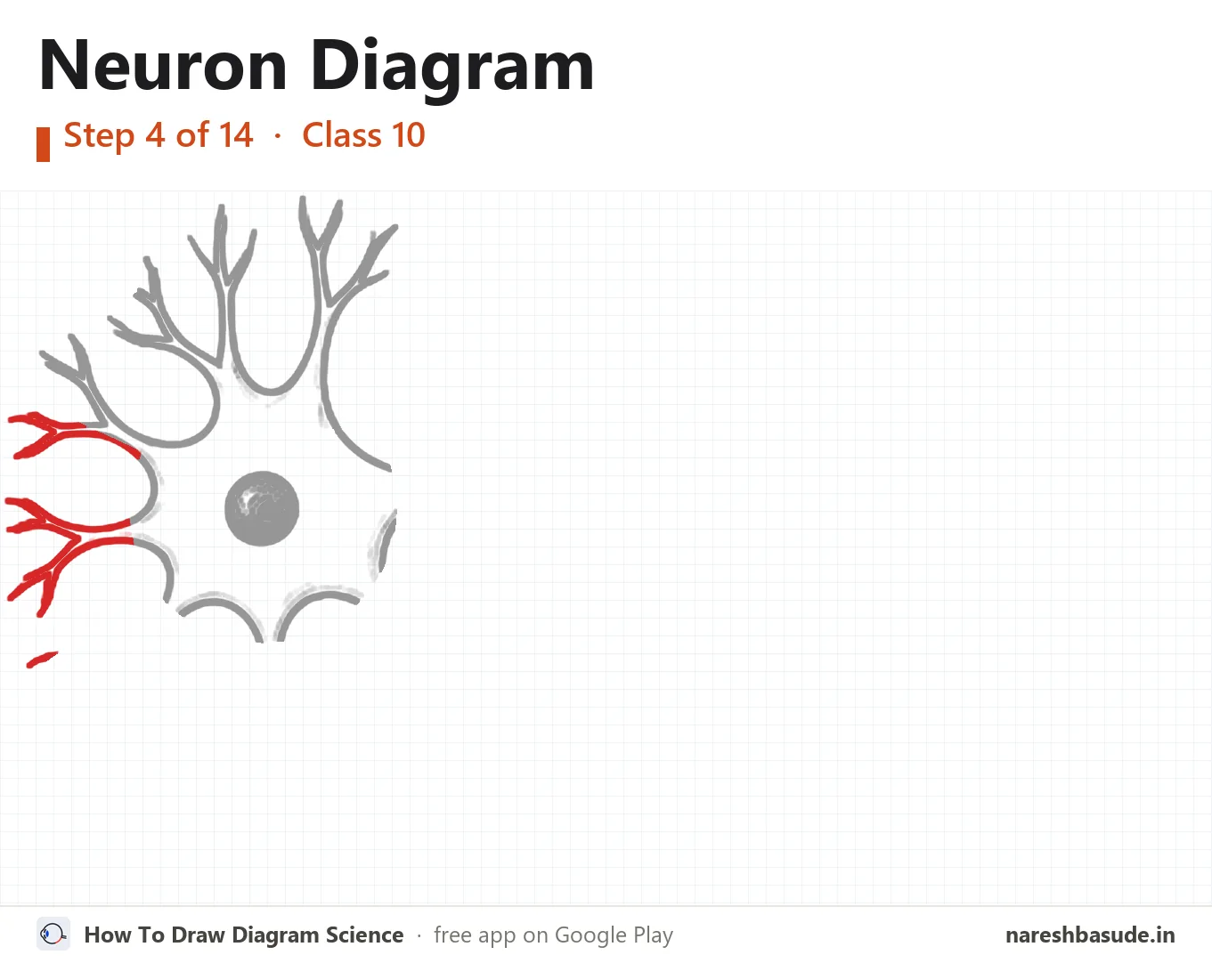 Neuron diagram drawing, step 4: dendrites: left