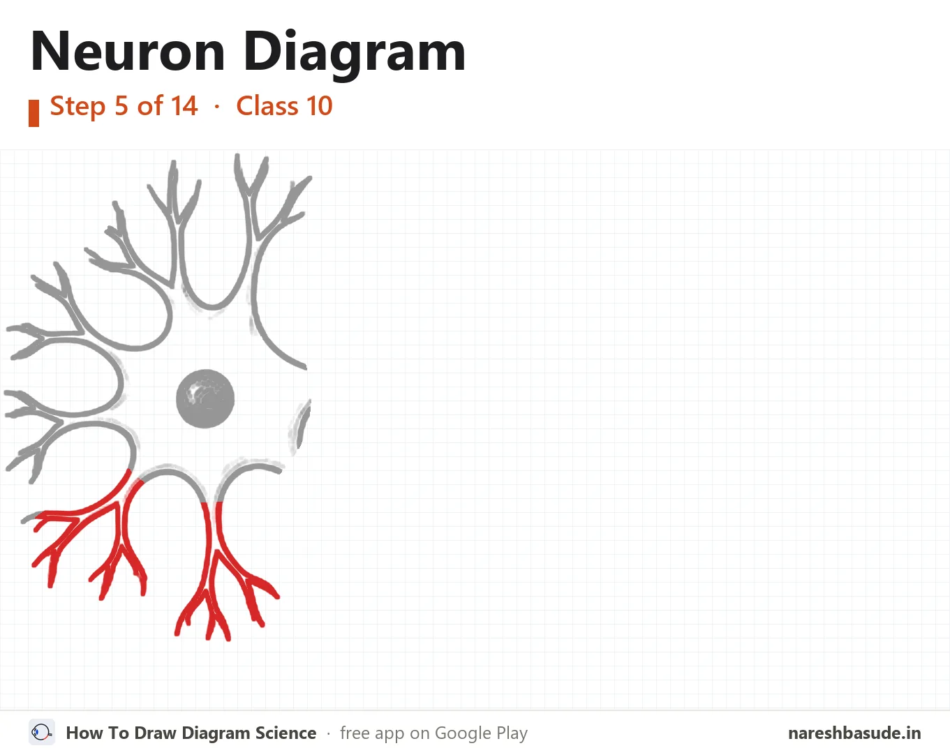 Neuron diagram drawing, step 5: dendrites: bottom