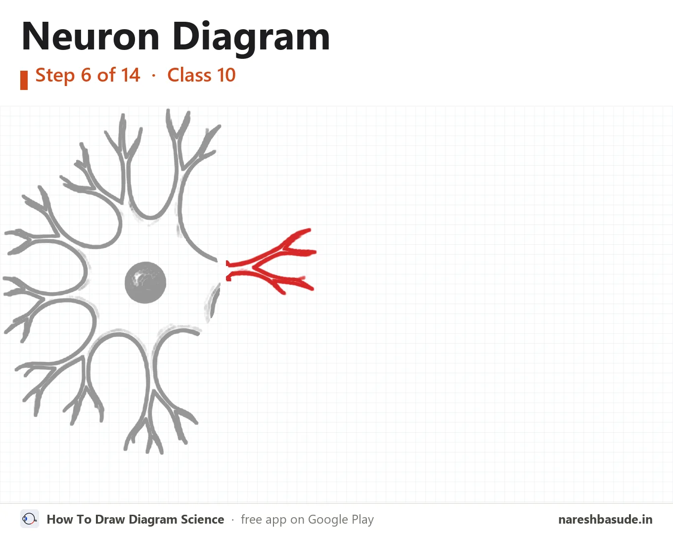 Neuron diagram drawing, step 6: dendrites: right