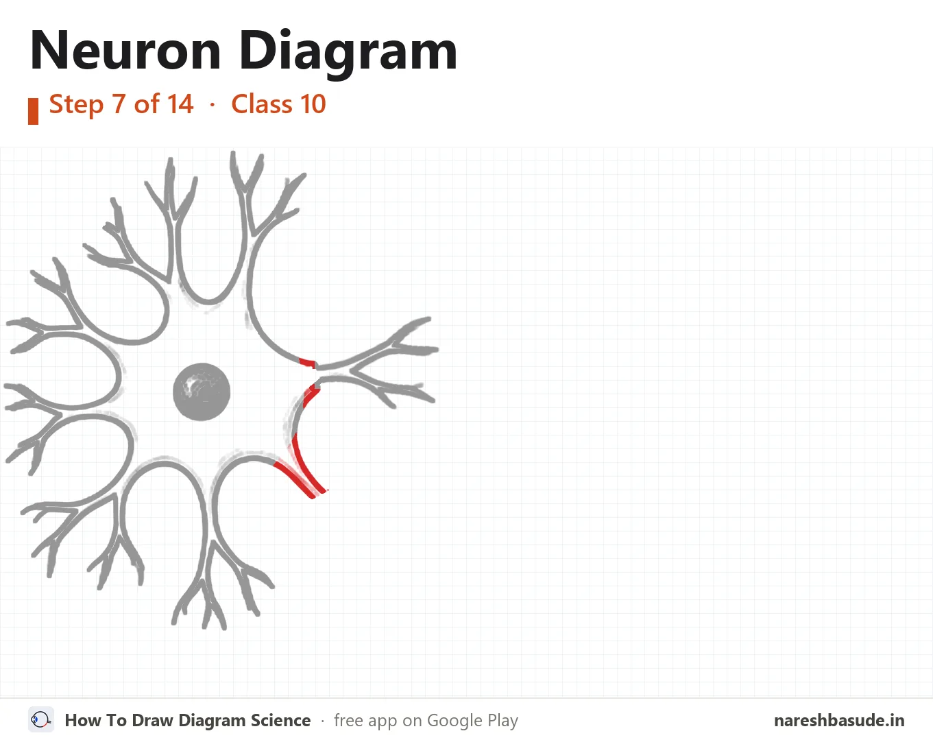 Neuron diagram drawing, step 7: axon hillock
