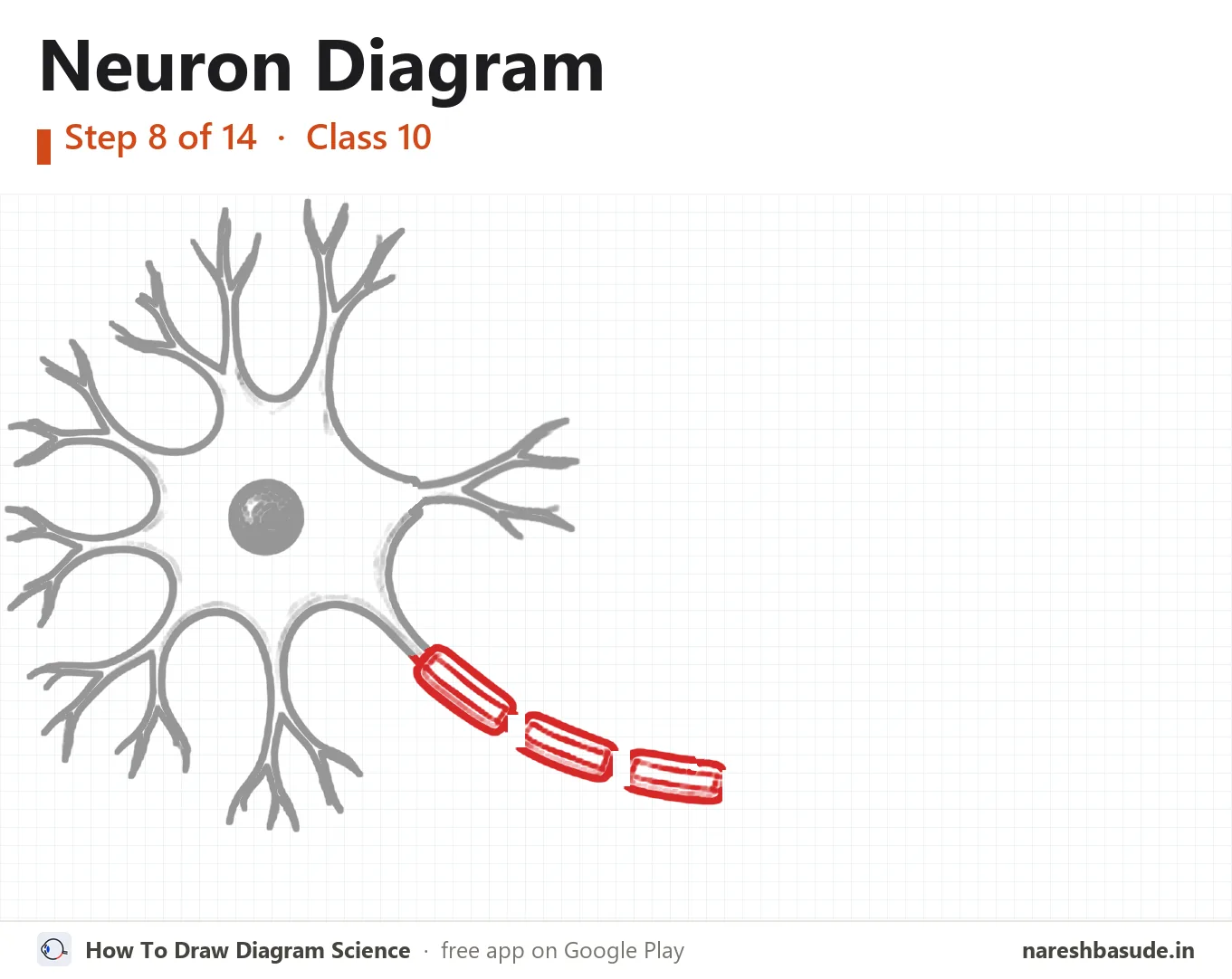 Neuron diagram drawing, step 8: myelin sheath: first part
