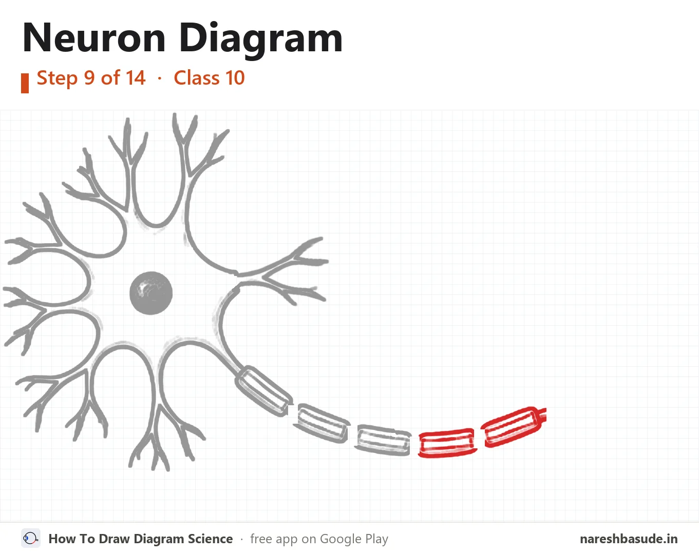 Neuron diagram drawing, step 9: myelin sheath: second part
