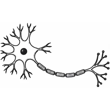 Neuron diagram