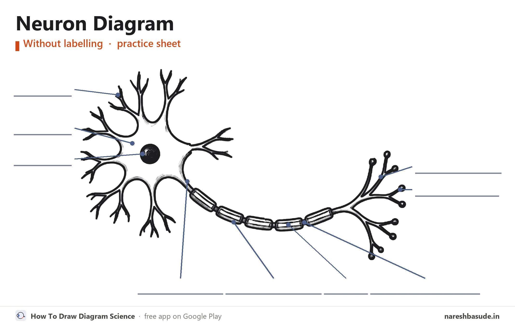 Neuron diagram without labelling (unlabelled), for practice