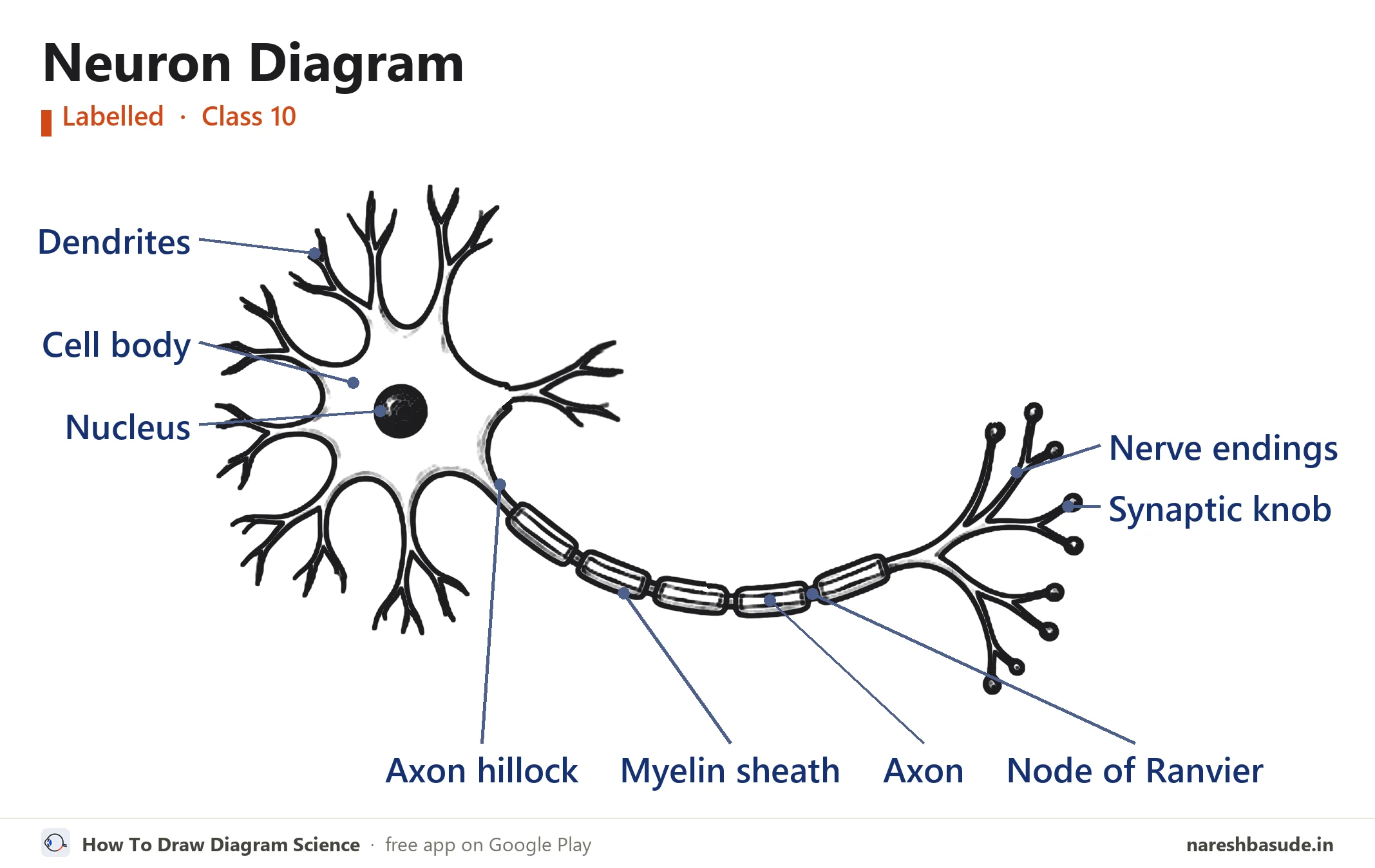 Labelled neuron diagram
