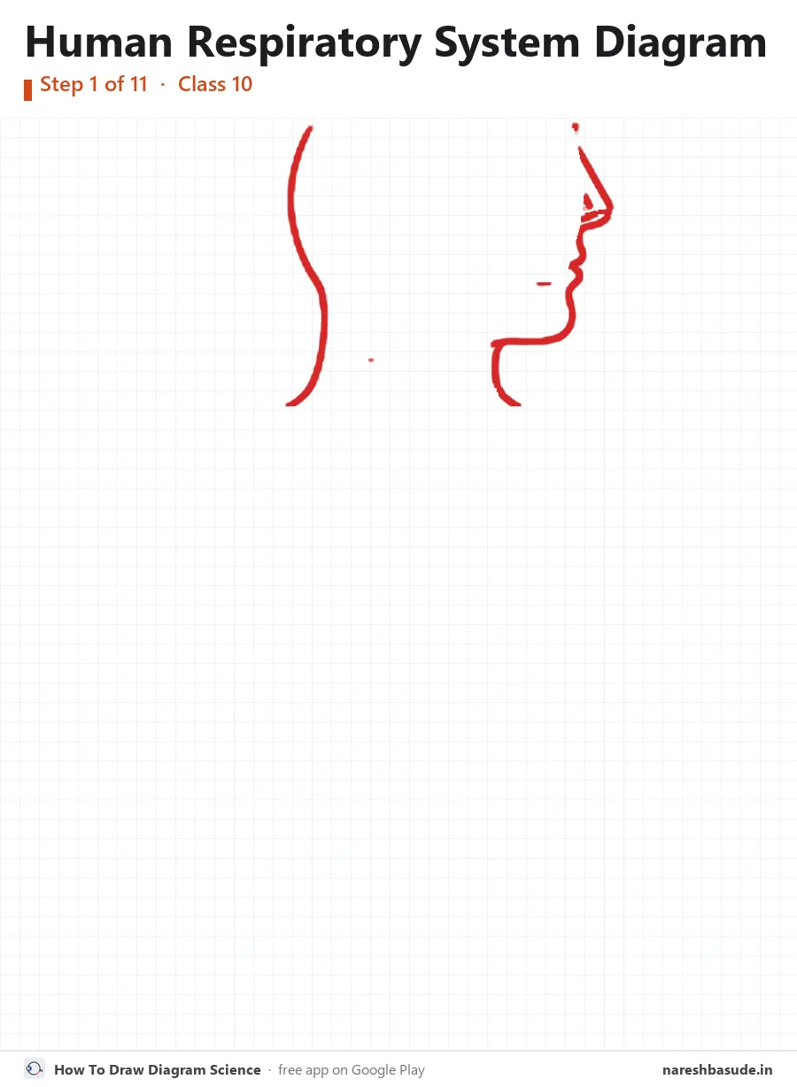 Human Respiratory System diagram drawing, step 1: head and neck
