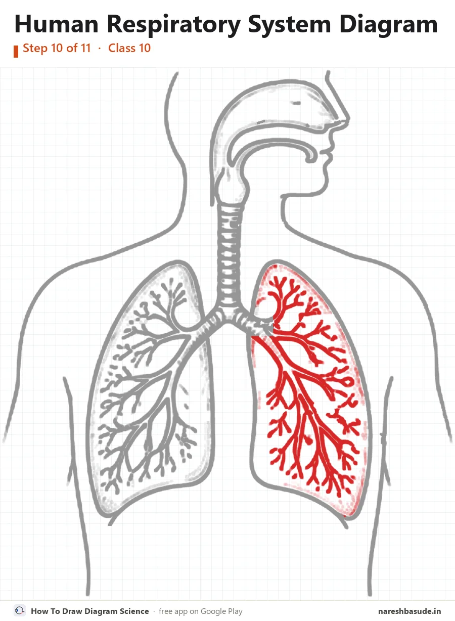 Human Respiratory System diagram drawing, step 10: bronchioles: right lung