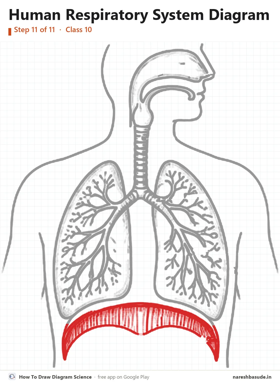 Human Respiratory System diagram drawing, step 11: diaphragm