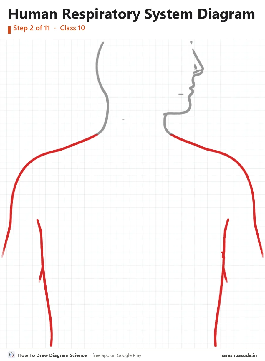 Human Respiratory System diagram drawing, step 2: shoulders and chest