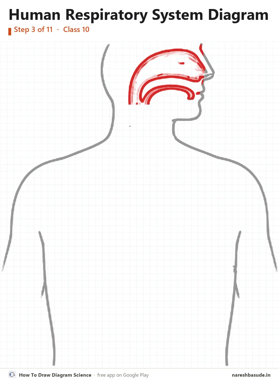 Human Respiratory System diagram drawing, step 3: nasal cavity