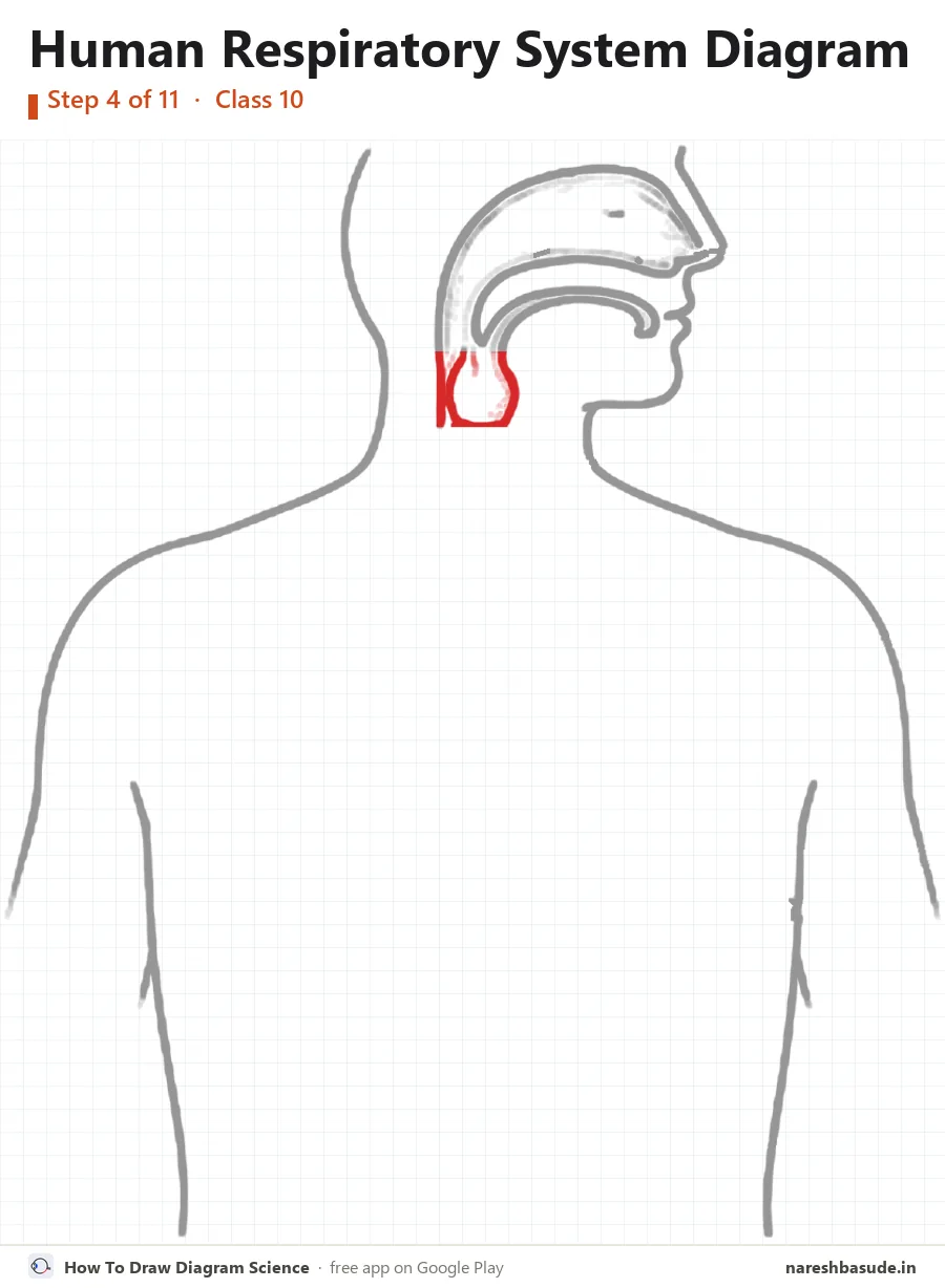 Human Respiratory System diagram drawing, step 4: larynx