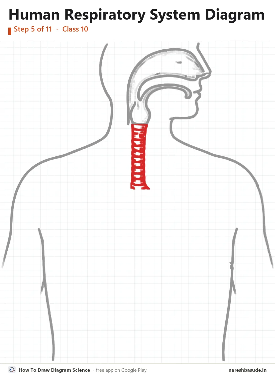 Human Respiratory System diagram drawing, step 5: trachea