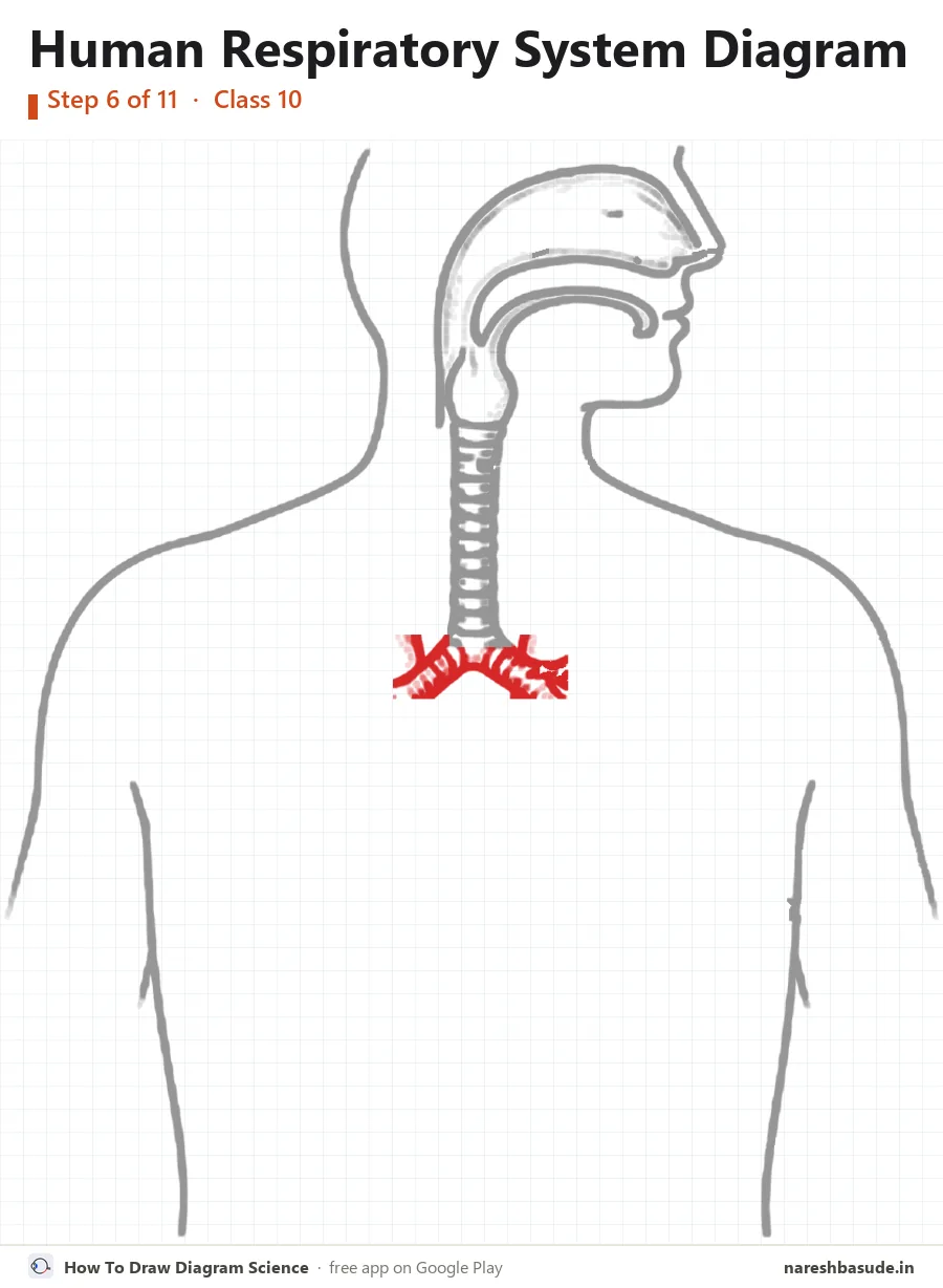 Human Respiratory System diagram drawing, step 6: bronchi