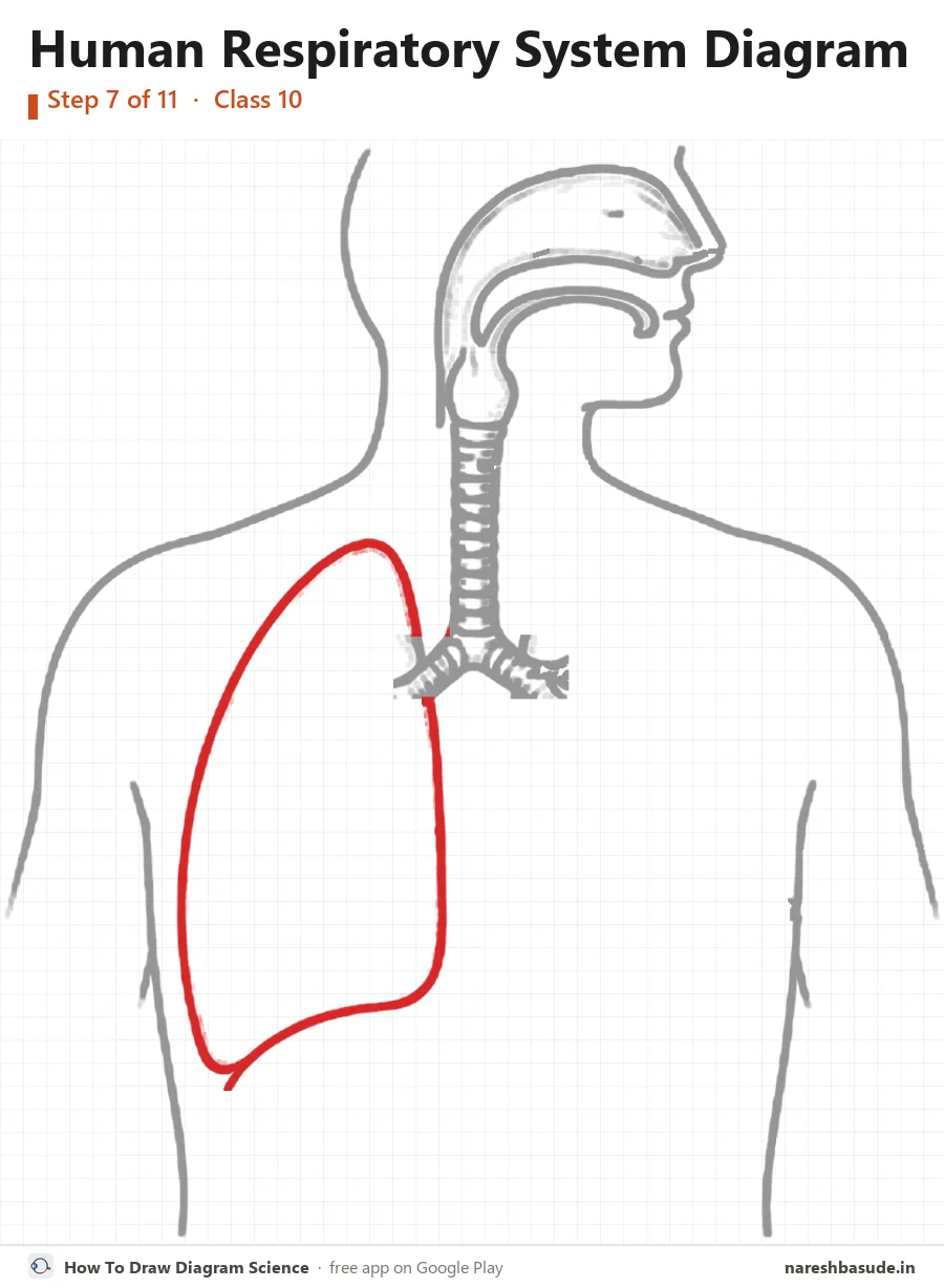 Human Respiratory System diagram drawing, step 7: lung on the left