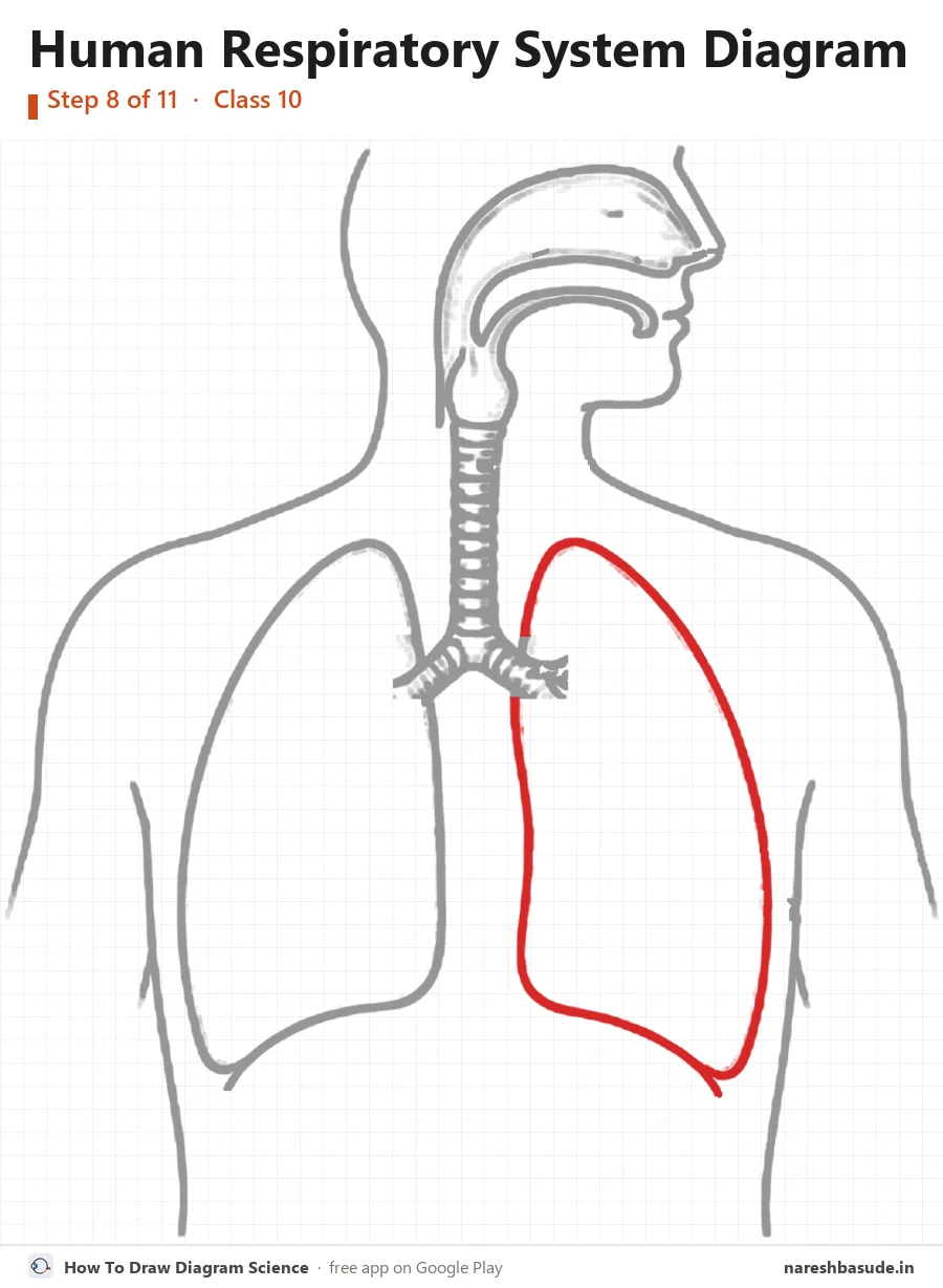 Human Respiratory System diagram drawing, step 8: lung on the right